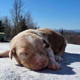 Boy 2 - Red merle male Australian Shepherd puppy in Solon, Maine from Mountain Range Australian Shepherds