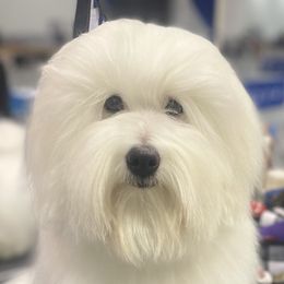 BigBoy - Coton de Tulear