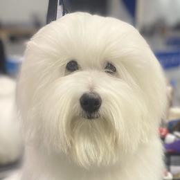 BigBoy - Coton de Tulear