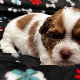 Shorkies and Yorkshire Terriers from Katie’s Yorkies and Shorkies of VA