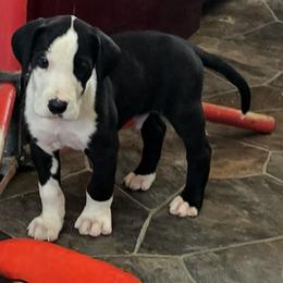 Mantle Male 3 - Mantle Great Dane puppy in Golconda, Illinois from Breken Great Danes