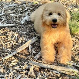 Genetic clear OFA - Apricot male Cavapoo puppy in Evart, Michigan from Northern’s Cute Cuddly Cava Poos