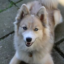 Zinna - Pomsky