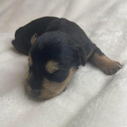 TJ - previously known as Etta - Black female Miniature Schnauzer puppy in Brundidge, Alabama from Deez Pups Magnificent Schnauzers