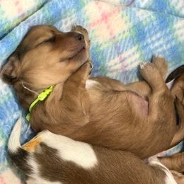 Green collar - Cream female Dachshund puppy in Shawnee, Oklahoma from Magic Eagle Miniature Dachshunds