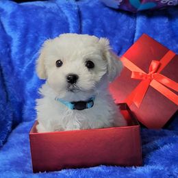 Bichon Frise Puppies from Wonder Bichons