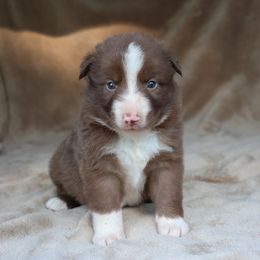 Reggie - Blue Collar - Red male Border Collie puppy in Courtland, Alabama from C Bar C Ranch Border Collies