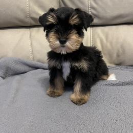 Miniature Schnauzer Puppies from Priscilla's Miniature Schnauzers