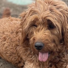 Annabelle - Goldendoodle