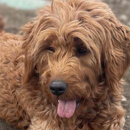 Annabelle - Goldendoodle