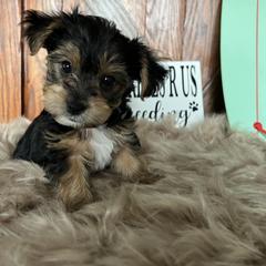 Shorkie Puppies from Shorkies R Us Breeding