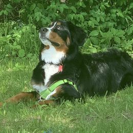 Bernese Mountain Dog Puppies from Lonesome Pine Farm