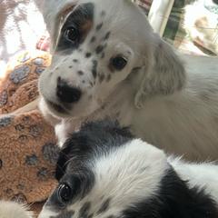Audrey - Blue belton and tan (tri-color) English Setter puppy in New Windsor, Maryland from Ambush Kennel