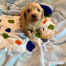Peanut - Cream male Dachshund puppy in Wolf Lake, Indiana from Canisteo Dachshunds