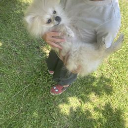 Booby - Cream male Pomeranian puppy in Jacksonville, North Carolina from Bourlet Poms