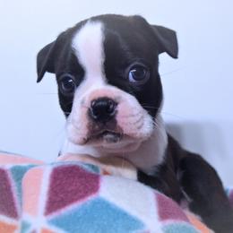 Baby Otis - Black and white male Boston Terrier puppy in Kingsport, Tennessee from Sleepwalker Bostons