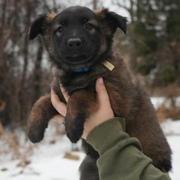 Margaery - Fawn female Belgian Malinois puppy in Baltimore, Maryland from Abenteurer German Shepherds & Belgian Malinois