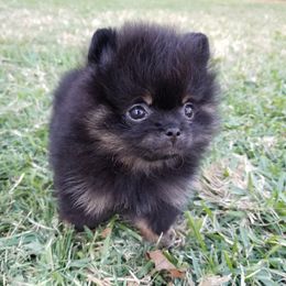 Pomeranian Puppies from Legenz Pomeranians