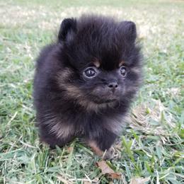 Pomeranian Puppies from Legenz Pomeranians