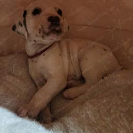 Dalmatian Puppies from Spotty Bottom Dalmatians
