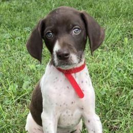 German Shorthaired Pointers from Winsome Farm