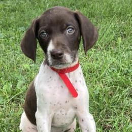 German Shorthaired Pointers from Winsome Farm