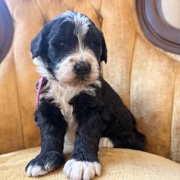 Girl 1 - Black and white female Bernedoodle puppy in Fort Meade, Florida from Baldwin Dood Ranch