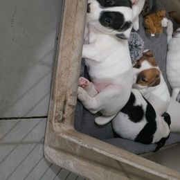 Jack Russell Terrier Puppies from Marvel Lane Jack Russell Terriers
