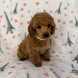 Sasha - Red  female Poodle puppy in Tecumseh, Oklahoma from Poodles in the Garden