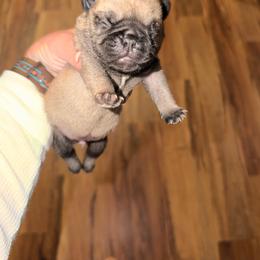 Daisy - Fawn female Pug puppy in Smiths Station, Alabama from Magnolia Pugs