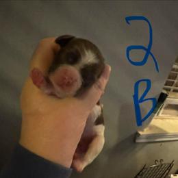 B2 - Brown and white male Cocker Spaniel puppy in Soddy Daisy, Tennessee from Kaleidoscopic Creations