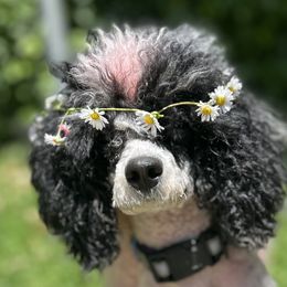 Poodles from Poodle parade