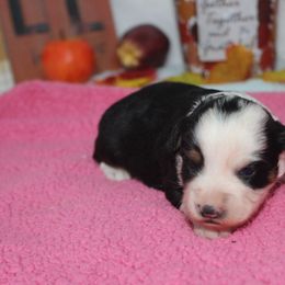 Carmen - Black tri-color female Aussiedoodle puppy in Tuscola, Illinois from Dream on puppies