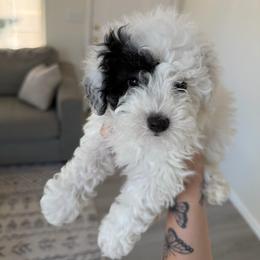 Puppy 3 - White female Poodle puppy in Grass Valley, California from Cuddle Paws Poodles