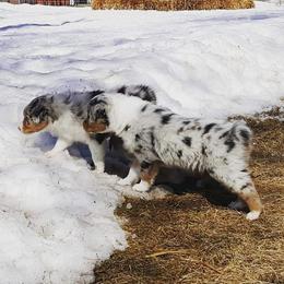 Australian Shepherd Puppies from Diamond Aussies N the Rough