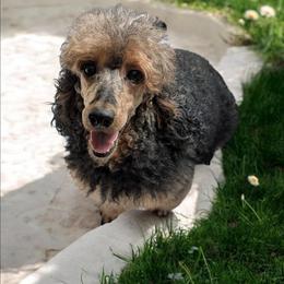 Chloe - Poodle