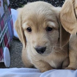 Blake - Cream male Dachshund puppy in Medina, Ohio from English Cream Dream Dachshunds