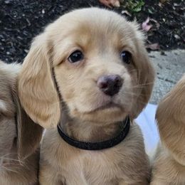 Blake - Cream male Dachshund puppy in Medina, Ohio from English Cream Dream Dachshunds