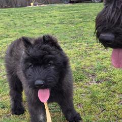 Maple - Brindle female Bouvier des Flandres puppy in Drury, Missouri from Black Bears Critters