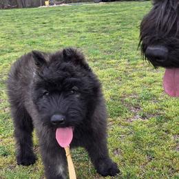 Maple - Brindle female Bouvier des Flandres puppy in Drury, Missouri from Black Bears Critters