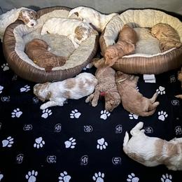 Bernedoodle, Cockapoo, and Goldendoodle Puppies from Avery Doodle Day LLC