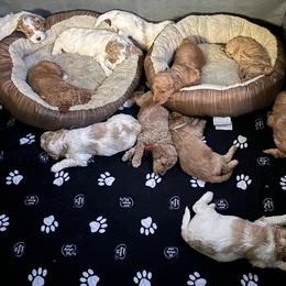 Bernedoodle, Cockapoo, and Goldendoodle Puppies from Avery Doodle Day LLC
