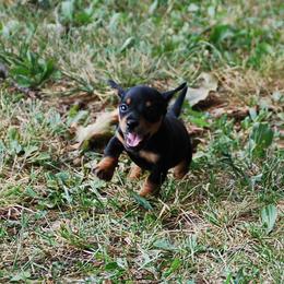 AKC Teddy - Black and tan male Dachshund puppy in Billings, Missouri from Bundles of Joy
