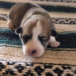 Trixie - Red female Pembroke Welsh Corgi puppy in Anton, Texas from X Bar's Lil Legs of Texas