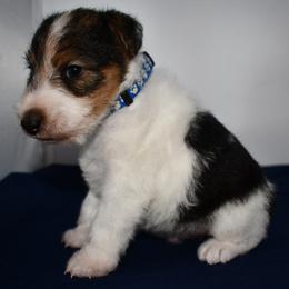 Wire Fox Terrier puppies from Shady Oaks WFT
