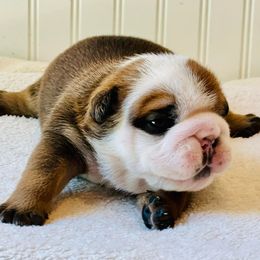 Bulldogs and French Bulldogs from River Valley Bulldogs