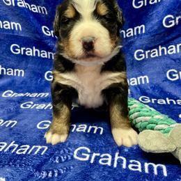 Black Collar - Black rust and white male Bernese Mountain Dog puppy in Comer, Georgia from Water Oak Farm