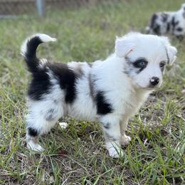 Miniature Australian Shepherd Puppies from Peace Creek Aussies