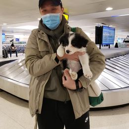 Border Collie Puppies from Sage Ridge