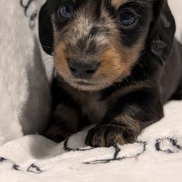 Male 1 - Dapple male Dachshund puppy in Columbus, Ohio from Bumpkins Dachshunds